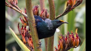 Dawn Chorus On Tiritiri Matangi Island New Zealand Native Birdsong 10 Hour Video ASMR [upl. by Asor978]