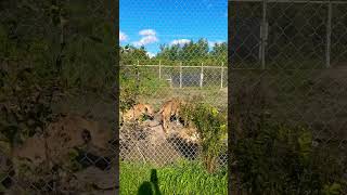 Beautiful Lion and Lionesses Papanack Zoo Rockland Canada 🍁 🇨🇦 [upl. by Nohtahoj]