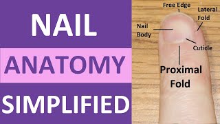 Nail Anatomy and Physiology Structure Lunula Eponychium Hyponychium Free Edge Cuticle [upl. by Ashwell470]