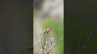 Common Rosefinch Carpodacus erythrinus birding birdphotography bird birdwatching [upl. by Shermie610]