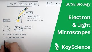 Electron vs Light Microscopes Explained  GCSE Biology  kaysciencecom [upl. by Meijer]