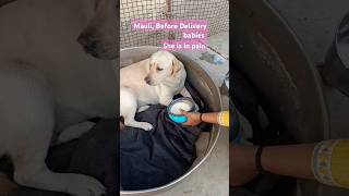 Labradors before and after delivery puppies dogbreed doglover labrador shorts viral [upl. by Lyrahc282]