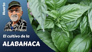 ALBAHACA como sembrar plantar y utilizar la albahaca [upl. by Nywnorb]