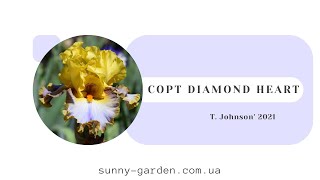 Сорт DIAMOND HEART T Johnson 2021 [upl. by Nobile]