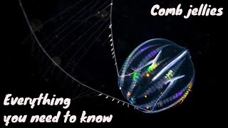 EVERYTHING YOU NEED TO KNOW ABOUT COMB JELLIESCTENOPHORES [upl. by Oaht]