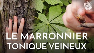 Ecorce et bourgeons de marronniers circulation sanguine [upl. by Anyaj]