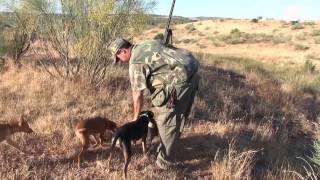 CAZAR CONEJOS CON PERROS PODENCOS EN CIUDAD REAL [upl. by Eniledam786]