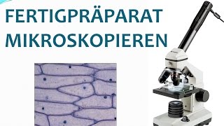 MIKROSKOPIEREN FÜR ANFÄNGER FOLGE 1  Ein Fertigpräparat mikroskopieren [upl. by Noillimaxam]