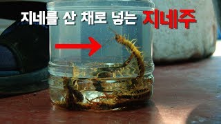 정력주 산 채로 넣는 지네주 만들기 과정 공개  giant centipede [upl. by Lenaj]