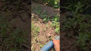 DroughtResistant Gardening Smart Irrigation Solutions irrigation agriculture farming shorts [upl. by Church]