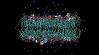 Salicylate interaction with lipid bilayers [upl. by Kahler]