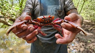 sacando cangrejos 🦀 en la pita [upl. by Anitsirhk722]