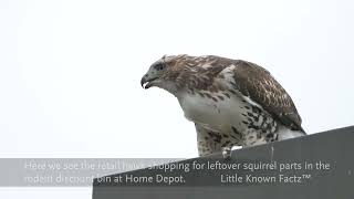 20240920 Redtailed Hawk with fresh kill Home Depot parking lot Glastonbury CT [upl. by Mal886]