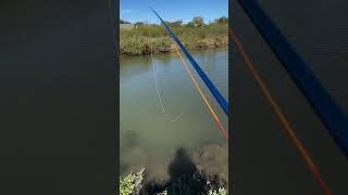 Tarpon Potential in Port Lavaca Outflow is stacked with bait fish fishing shorts [upl. by Esirtal]