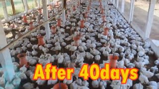 full information of broiler poultry farming latest video [upl. by Lieno644]