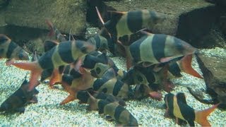 HD Group of fully grown Clown Loaches  Prachtschmerlen  Zoo Wuppertal 119 [upl. by Kori]