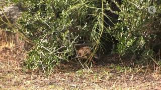 Gestionando el hábitat de la perdiz roja  Cazadores de Lances [upl. by Ybok735]