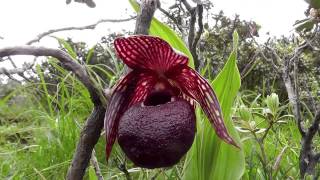 Cypripedium tibeticum a highly variable slipper orchid of western China [upl. by Ignace]