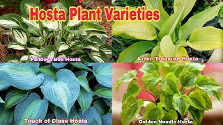 26 of the Best Hostas Varieties [upl. by Nemaj543]