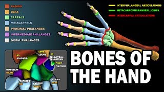 BONES OF THE HAND LEARN IN 25 MINUTES [upl. by Cirederf]