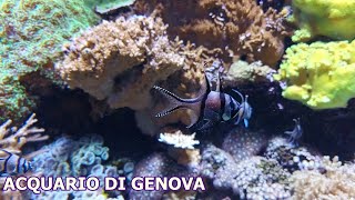 Acquario di Genova [upl. by Gamber]