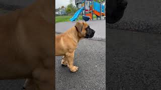 Boerboel Security Protecting Children Best Family Guardian boerboelbreeders boerboel dogbreed [upl. by Ardnahc]