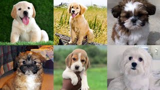 Home Breed Puppies Sale in Bangalore amp All Over India Delivery 🚚 Lowest Price Puppies 🙏 [upl. by Atled]