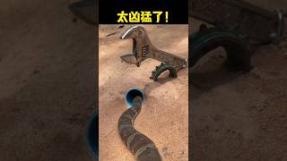 snake drop animals video animals snake shorts [upl. by Zacharia]