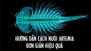 Cách Nuôi ARTEMIA Từ Ấu Trùng Đến Trưởng Thành Hướng Dẫn Chi Tiết [upl. by Vevay]