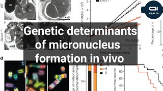 Genetic determinants of micronucleus formation in vivo [upl. by Erot]