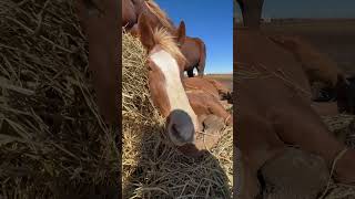 Retired Belgian Draft horse living his best life napping in the hay shorts horse [upl. by Elden607]