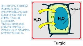 Diffusion amp Osmosis KS3  The Bio Coach [upl. by Novello469]