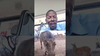 The best Kasongo remix Mr v16 short video kasongo warthogs shorts kasongo song [upl. by Dahs420]