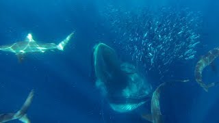 GoPro Awards Sharks Dolphins Penguins and Whales [upl. by Puklich]