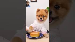 funny dogcake dog cake puppy cute foryou tranding fyp foryou lifehack [upl. by Spitzer774]