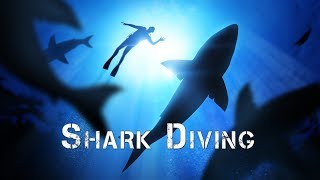 Adventure Africa  Diving With Sharks [upl. by Kerns380]