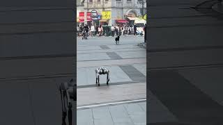 Dog Intersection Intersection robotdog dog puppy [upl. by Nanette]