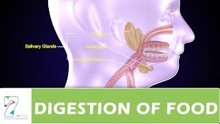 DIGESTION OF FOOD PART  01 [upl. by Arhaz]