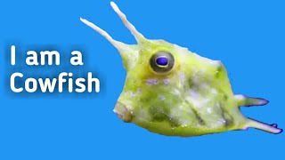 Longhorn Cowfish  Swimming and Eating Algea [upl. by Amal493]