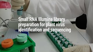 Small RNA Illumina library preparation for plant virus identification and sequencing [upl. by Cathey]