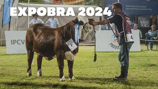 TERNERA MENOR BOZAL  BRAFORD  EXPOBRA2024 [upl. by Atarman411]