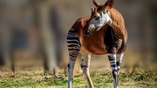 Okapi the worlds most bizarre and unique animal that you may not know about [upl. by Pauline]