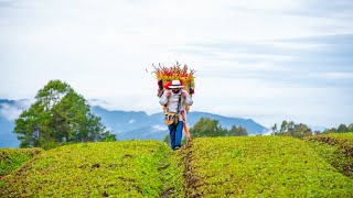 Volveremos a florecer  Canción oficial de la Feria de las Flores 2020 [upl. by Eisseb]