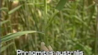 common reed Phragmites australis [upl. by Nivets]