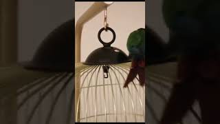 PLUM HEADED PARAKEET PARROT SOUNDS shortvideo [upl. by Ades]