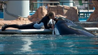 Tilikum attacks Dawn Brancheau  Blackfish Scene [upl. by Danna]