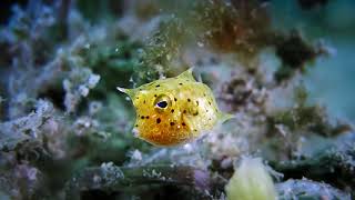 Baby Cowfish [upl. by Mitzi]