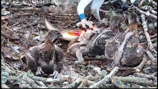 Poole Harbour Osprey Rybołowy  Tata 022 amp mama CJ7 amp 🐥🌹🍀🐥🌹🍀🐥🌹🍀🐥🌹🍀Karmienie czworaczków 08062024 [upl. by Ullyot625]