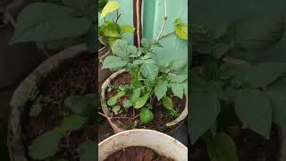 ఇ మొక్క పేరు మీకు తెలుసా 🤔what is this plant name [upl. by Efrem]