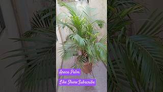 Areca PalmOutdoor plantplantcare [upl. by Suez929]